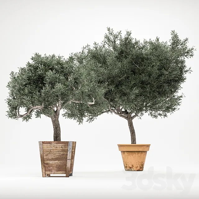 Plant 2 – OliveTree 3D Model Plant 2 – OliveTree 3D Model