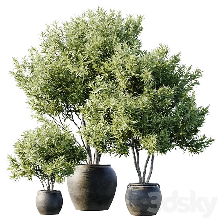 Plant 3 3D Model Free Download