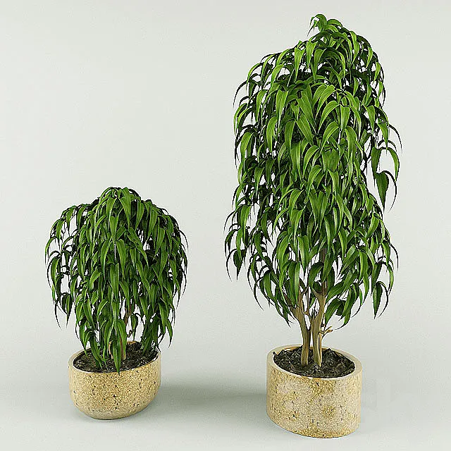 plant 3D Model plant 3D Model