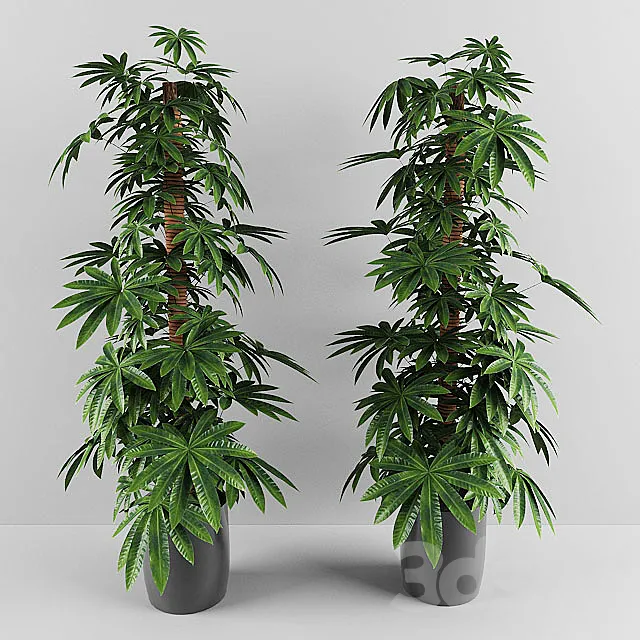 plant 3D Model plant 3D Model