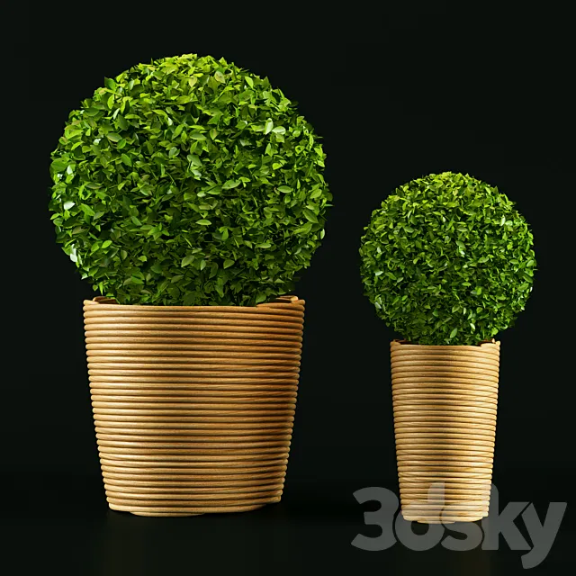 Plant 3D Model Plant 3D Model