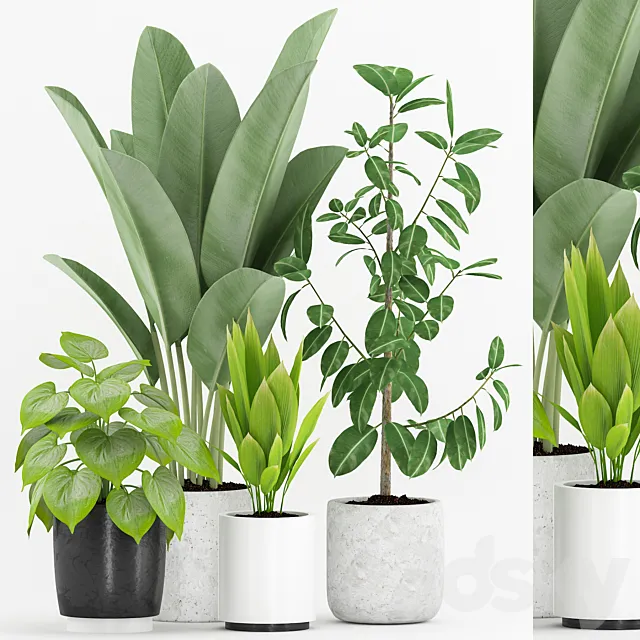 Plant 63 3D Model Plant 63 3D Model