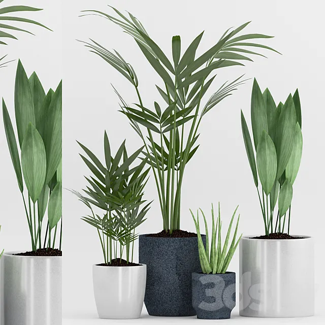 Plant 75 3D Model Plant 75 3D Model