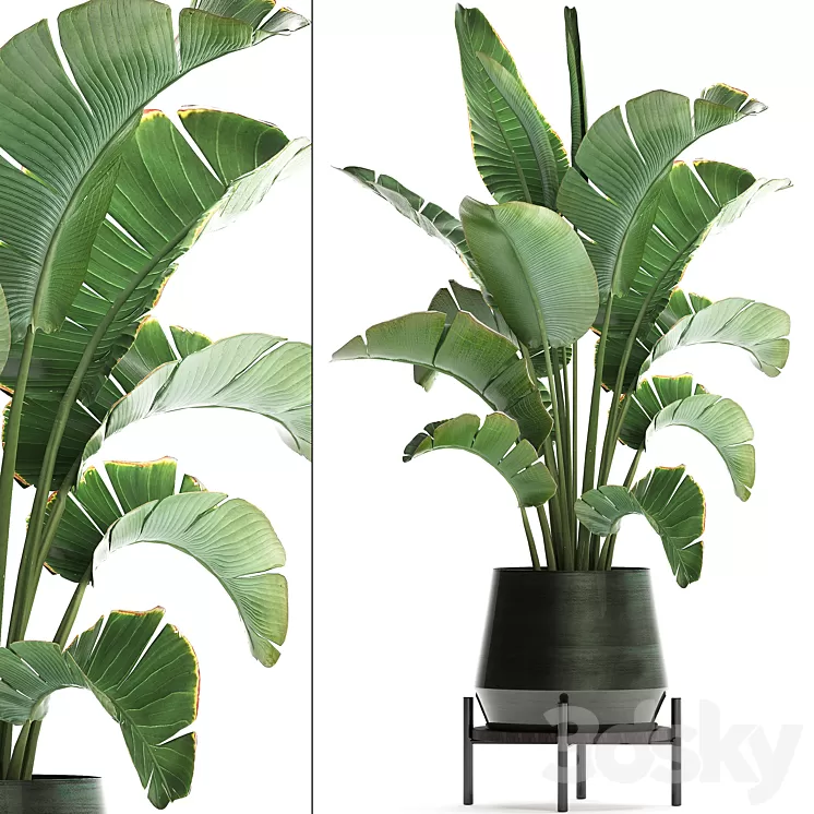 Plant banana palm 446. strelitzia pot flowerpot indoor banana strelitzia flower stand interior stylish luxury pot flowerpot decor office plant flower revanala bush 3D Model