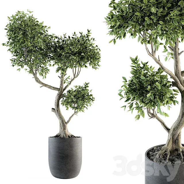 Plant Big Bonsai Indoor Plants 110 3DModel