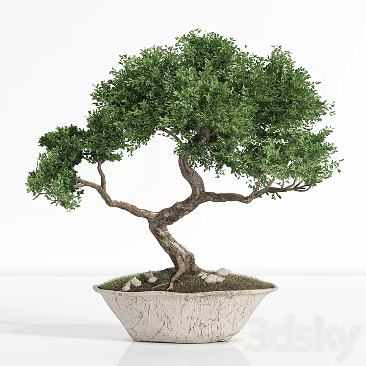plant bonsai02 3D Model plant bonsai02 3D Model