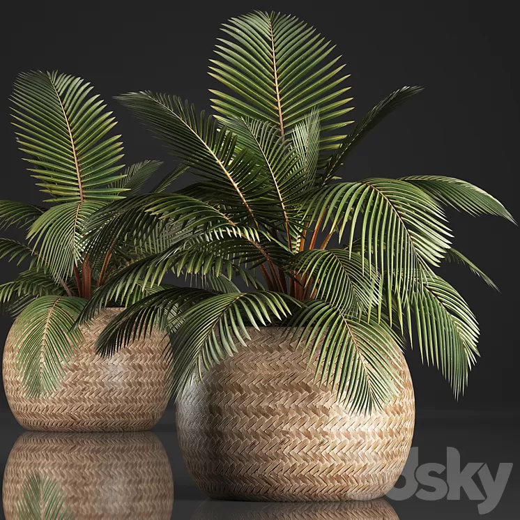 Plant Coconut palm 340. Small palm basket rattan indoor interior eco design natural decor 3D Model