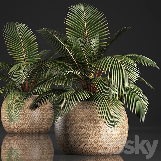 Plant Coconut palm 340. Small palm. basket. rattan. indoor. interior. eco design. natural decor 3DModel Plant Coconut palm 340. Small palm. basket. rattan. indoor. interior. eco design. natural decor 3DModel