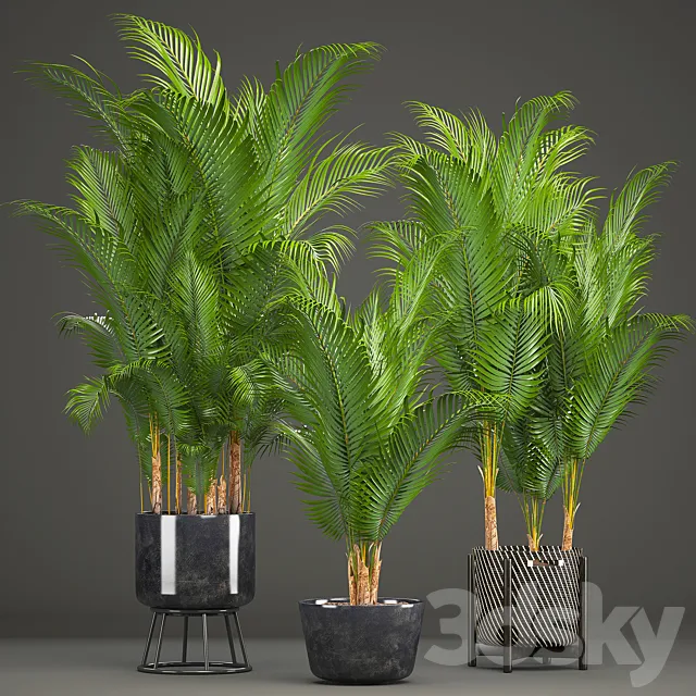 Plant collection 216. Howea forsteriana. palm tree. basket. black pot. indoor plants 3DModel Plant collection 216. Howea forsteriana. palm tree. basket. black pot. indoor plants 3DModel