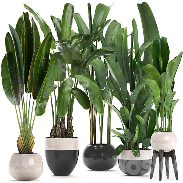 Plant collection 238. A set of palm trees. banana. strelitzia. ravenala. indoor plants. flowerpot. pot. bushes. exotic. stylish. luxury decor. eco design 3DModel Plant collection 238. A set of palm trees. banana. strelitzia. ravenala. indoor plants. flowerpot. pot. bushes. exotic. stylish. luxury decor. eco design 3DModel