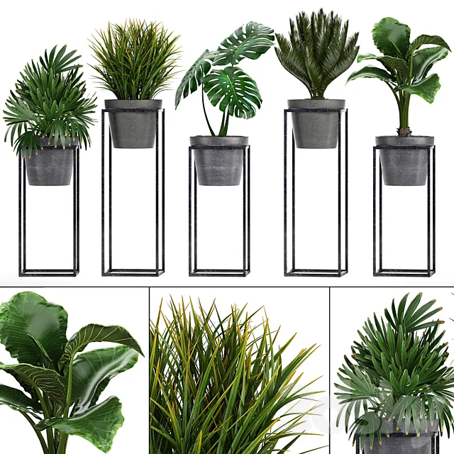 Plant collection 241. Shelf with flowers monstera cycas cycad palm rapis alocasia indoor plants pot Raphis Palm 3D Model Plant collection 241. Shelf with flowers monstera cycas cycad palm rapis alocasia indoor plants pot Raphis Palm 3D Model