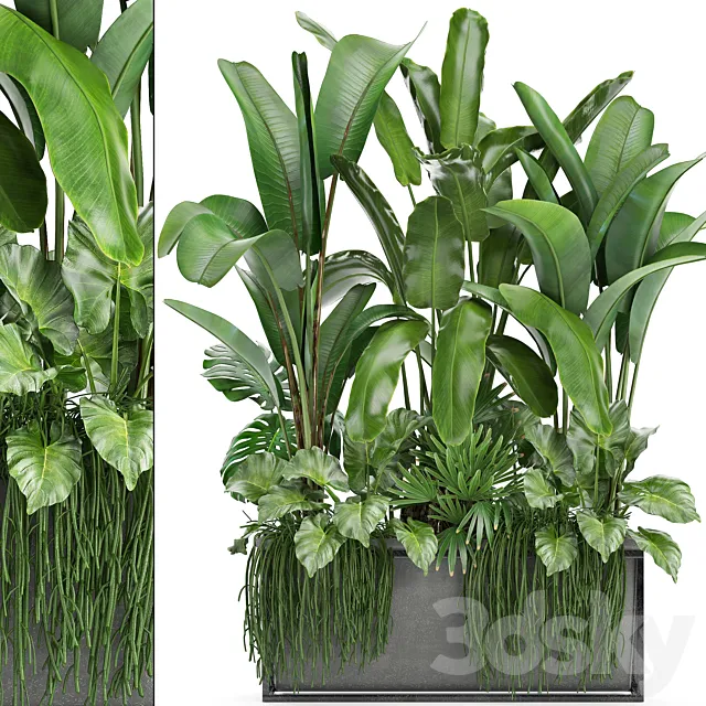 Plant collection 243. Thickets bushes tropical banana strelitzia alocasia rapis Rhipsalis flowerpot strelitzia jungle bushes 3D Model Plant collection 243. Thickets bushes tropical banana strelitzia alocasia rapis Rhipsalis flowerpot strelitzia jungle bushes 3D Model