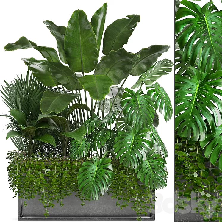 Plant collection 244. Thickets monstera banana howea palm tree bushes exotic plants flowerpot strelitzia jungle bushes 3D Model