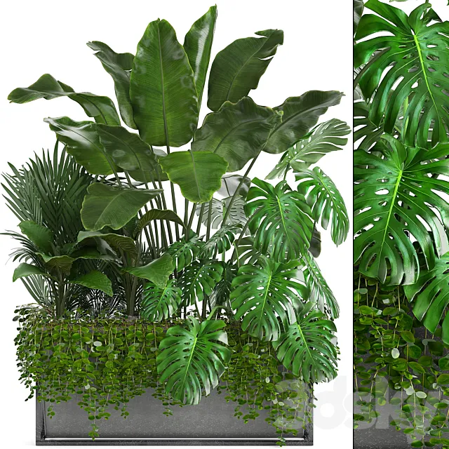 Plant collection 244. Thickets. monstera. banana. howea. palm tree. bushes. exotic plants. flowerpot. strelitzia. jungle. bushes 3DModel Plant collection 244. Thickets. monstera. banana. howea. palm tree. bushes. exotic plants. flowerpot. strelitzia. jungle. bushes 3DModel