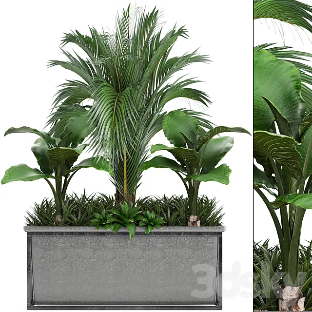 Plant collection 245. Interior palm tree. bushes. thickets. pot. alocasia 3DModel Plant collection 245. Interior palm tree. bushes. thickets. pot. alocasia 3DModel
