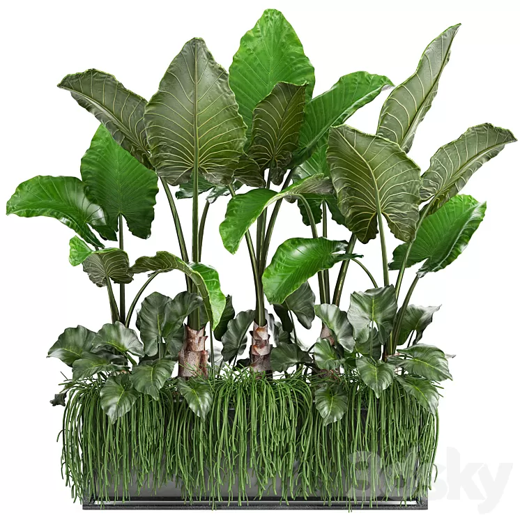 Plant collection 248. Tropical bushes alocasia bushes succulents pot flowerpot Rhipsalis flowerpot strelitzia jungle bushes 3D Model