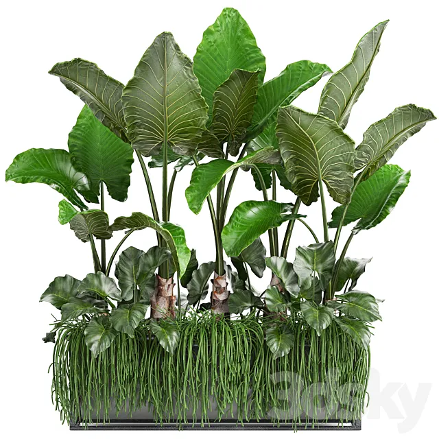 Plant collection 248. Tropical bushes. alocasia. bushes. succulents. pot. flowerpot. Rhipsalis. flowerpot. strelitzia. jungle. bushes 3DModel Plant collection 248. Tropical bushes. alocasia. bushes. succulents. pot. flowerpot. Rhipsalis. flowerpot. strelitzia. jungle. bushes 3DModel