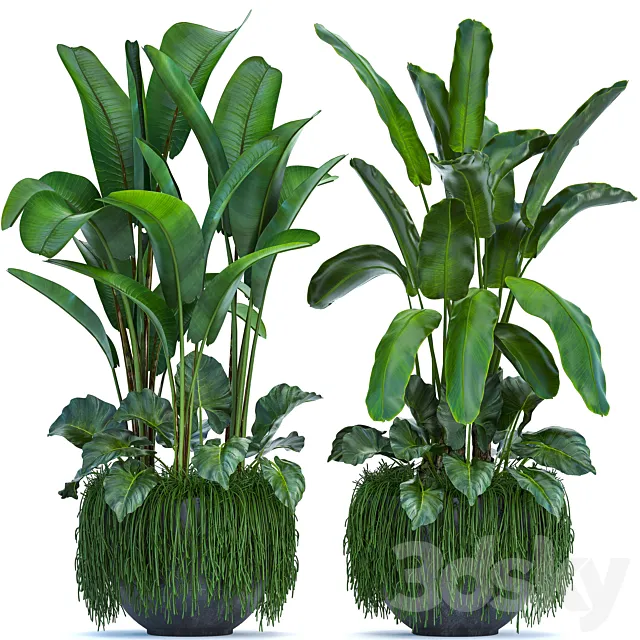 Plant collection 252. Banana palm thickets pot strelitzia alocasia indoor plants strelitzia jungle bushes outdoor 3D Model Plant collection 252. Banana palm thickets pot strelitzia alocasia indoor plants strelitzia jungle bushes outdoor 3D Model