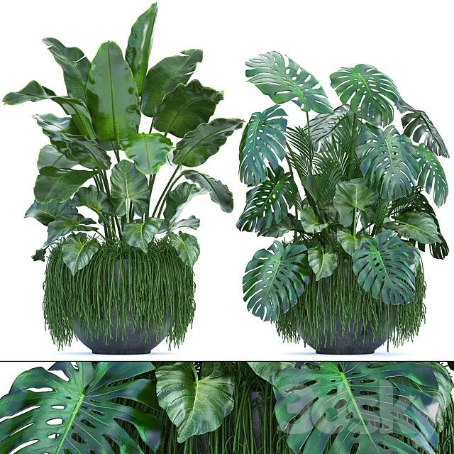 Plant collection 253. Thickets monstera banana strelitzia succulents flowerpot indoor plants 3D Model Plant collection 253. Thickets monstera banana strelitzia succulents flowerpot indoor plants 3D Model