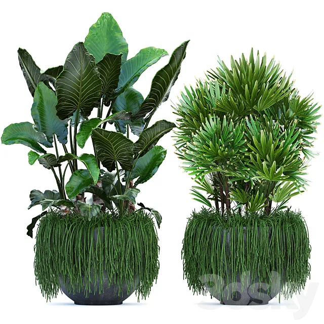 Plant collection 254. Tropical flowerbed rapis palm alocasia succulents hanging plants bushes thickets exotic Raphis palm 3D Model Plant collection 254. Tropical flowerbed rapis palm alocasia succulents hanging plants bushes thickets exotic Raphis palm 3D Model