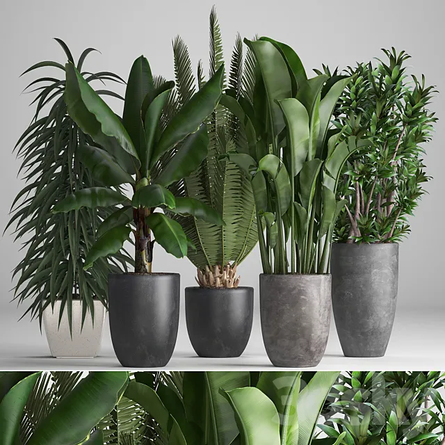 Plant collection 255. strelitzia banana ficus black flowerpot pot exotic plants 3D Model Plant collection 255. strelitzia banana ficus black flowerpot pot exotic plants 3D Model