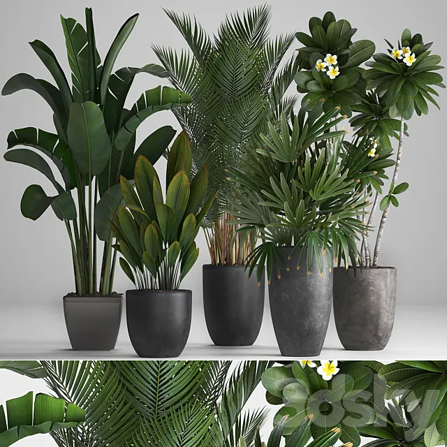 Plant Collection 256. strelitzia. banana. hovea. plumeria. black flowerpot. palm tree. indoor plants. exotic. office plants. flower. pot. Rhapis 3DModel Plant Collection 256. strelitzia. banana. hovea. plumeria. black flowerpot. palm tree. indoor plants. exotic. office plants. flower. pot. Rhapis 3DModel