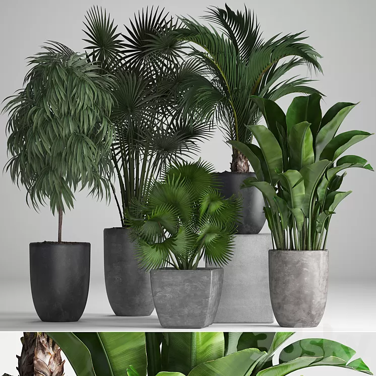 Plant collection 258. Banana fan palm Ficus flowerpot concrete pot flowerpot strelitzia Ficus Alii 3D Model