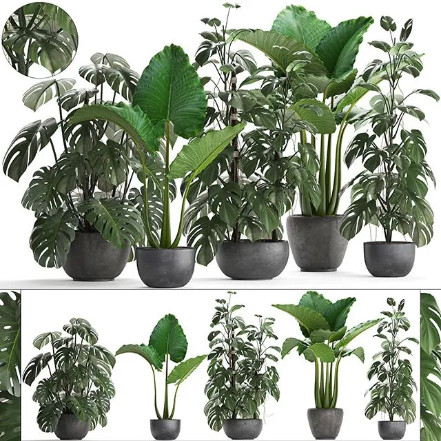 Plant collection 261 3D Model