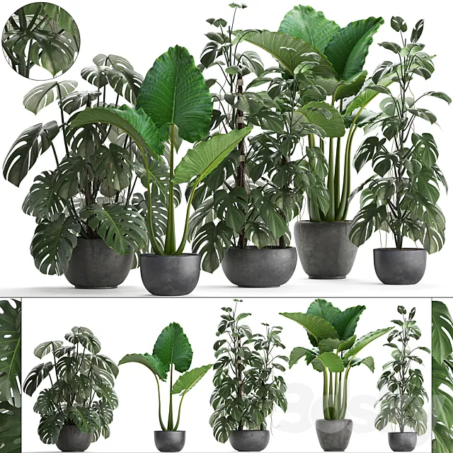 Plant collection 261. Monstera Alocasia flowerpot black pot loft industrial style bushes tropical exotic interior office flowers thickets 3D Model Plant collection 261. Monstera Alocasia flowerpot black pot loft industrial style bushes tropical exotic interior office flowers thickets 3D Model
