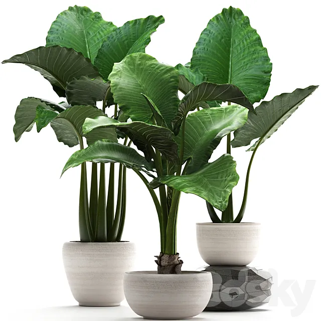 Plant collection 263. Alocasia white pot exotic plant flowerpot outdoor bushes 3D Model Plant collection 263. Alocasia white pot exotic plant flowerpot outdoor bushes 3D Model