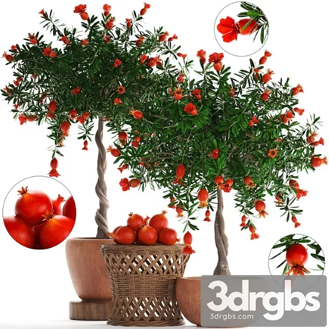 Plant Collection 264 Pomegranate Tree With Fruits Blooming Rattan Table Flowerpot Outdoor Clay Clinker Eco Design Natural Materials 3D Model Download