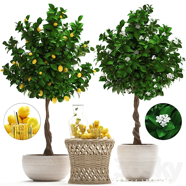 Plant Collection 265. Citrus limon Lemon tree rattan table flowering tree garden outdoor flowerpot lemonade fruit eco design nature decor 3D Model Plant Collection 265. Citrus limon Lemon tree rattan table flowering tree garden outdoor flowerpot lemonade fruit eco design nature decor 3D Model