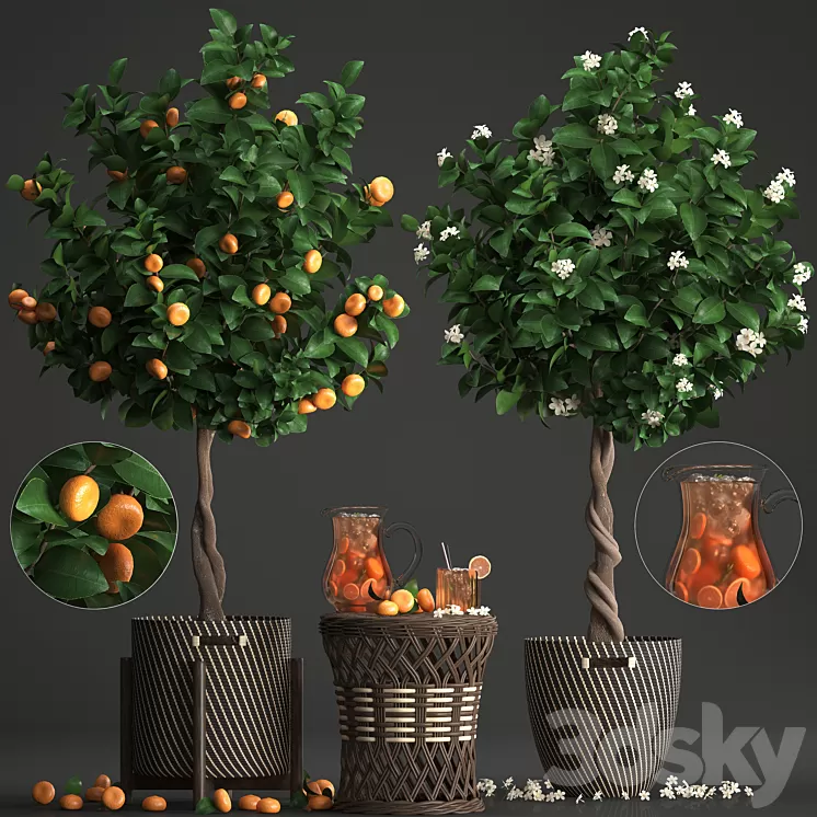 Plant collection 267. Citrus mandarin Flowering tree tangerine fruit rattan table basket Lemonade carafe cocktail outdoor landscaping natural decor eco lemonade 3D Model