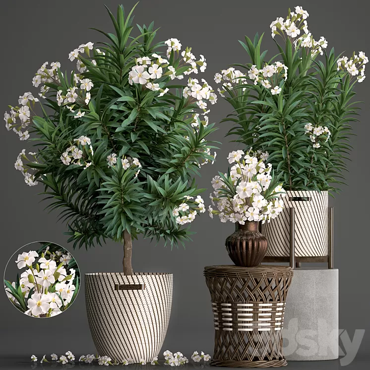 Plant collection 269. Nerium oleander Oleander white basket flowering tree white flowers rattan table outdoor garden park landscape design eco 3D Model