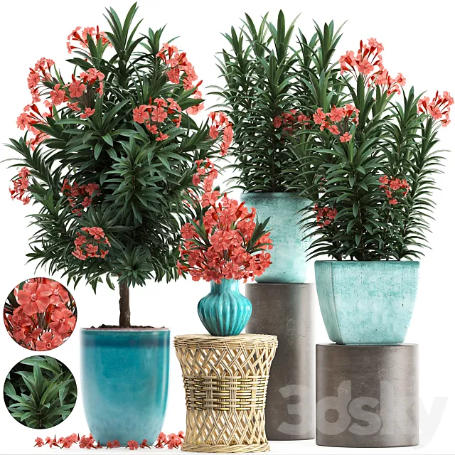 Plant Collection 270. Nerium oleander flowering tree pot flowerpot bush bouquet indoor plants garden plants landscaping for the park garden 3D Model Plant Collection 270. Nerium oleander flowering tree pot flowerpot bush bouquet indoor plants garden plants landscaping for the park garden 3D Model