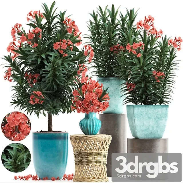 Plant collection 270. nerium oleander, flowering tree, pot, flowerpot, bush, bouquet, indoor plants, garden plants, landscaping, for the park, garden