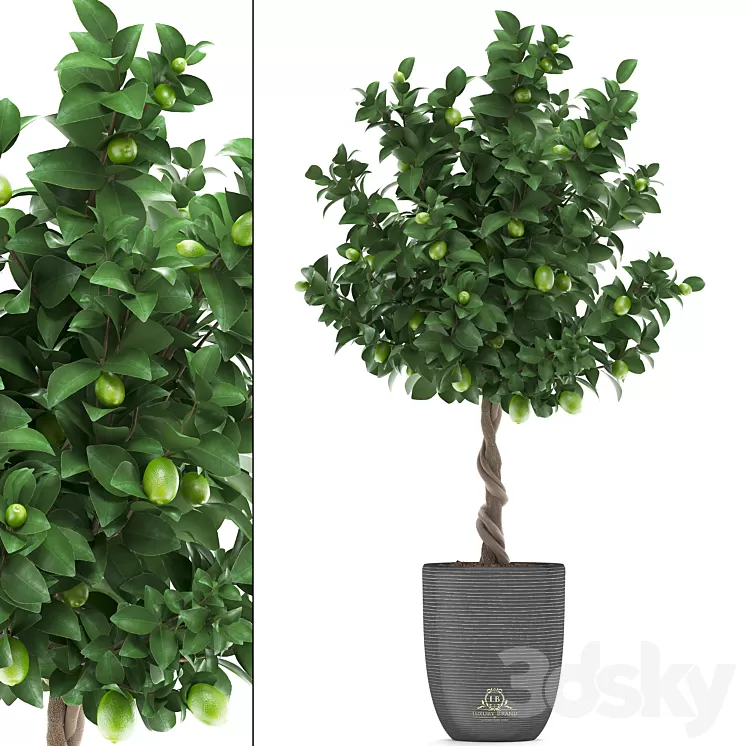 Plant collection 273. Citrus lime Lemon tree citrus fruit tree flowerpot pot outdoor garden park landscaping eco 3D Model