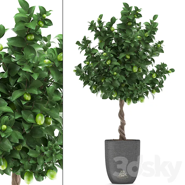 Plant collection 273. Citrus lime. Lemon tree. citrus. fruit tree. flowerpot. pot. outdoor. garden. park. landscaping. eco 3DModel Plant collection 273. Citrus lime. Lemon tree. citrus. fruit tree. flowerpot. pot. outdoor. garden. park. landscaping. eco 3DModel