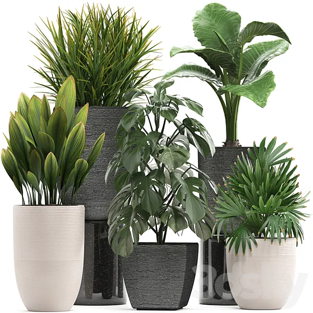Plant collection 277. palm grass monstera rapis alocasia pot flowerpot 3D Model Plant collection 277. palm grass monstera rapis alocasia pot flowerpot 3D Model
