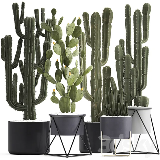 Plant collection 282. Cactus set. Prickly pear Cereus carnegia cactus Prickly pear desert plants interior exotic 3D Model Plant collection 282. Cactus set. Prickly pear Cereus carnegia cactus Prickly pear desert plants interior exotic 3D Model