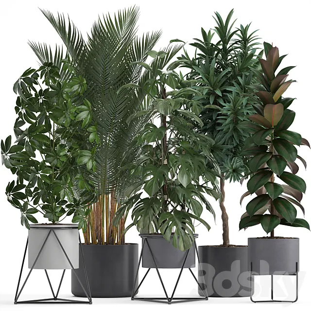 Plant collection 284. Palm. Ficus. monstera. indoor plants. shefflera. pot. stylish flowerpot. ficus abidjan. Scandinavian style 3DModel Plant collection 284. Palm. Ficus. monstera. indoor plants. shefflera. pot. stylish flowerpot. ficus abidjan. Scandinavian style 3DModel