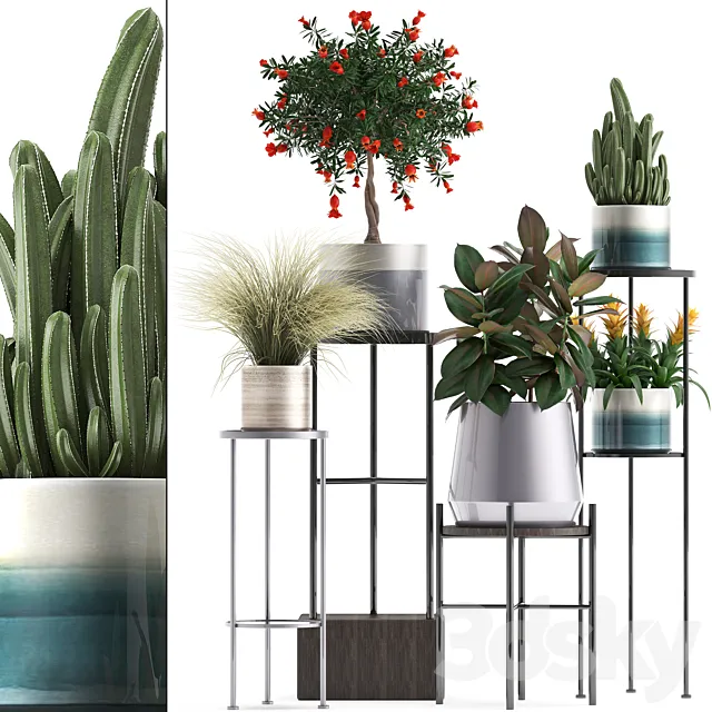Plant collection 287. Shelf with flowers pomegranate ficus cactus grass bromeliad stand pot luxury ficus abidjan luxury 3D Model Plant collection 287. Shelf with flowers pomegranate ficus cactus grass bromeliad stand pot luxury ficus abidjan luxury 3D Model