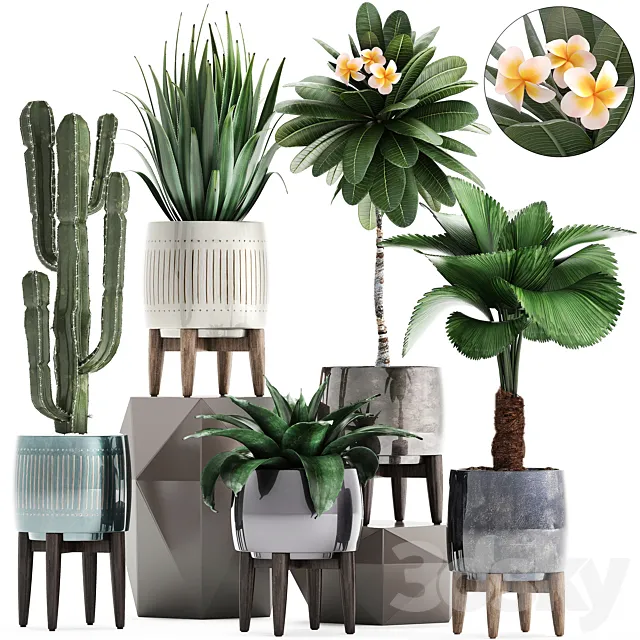 Plant collection 292. Cactus Likuala Plumeria Agave Houseplants Luxury Pot Flowerpot Exotic Stylish 3D Model Plant collection 292. Cactus Likuala Plumeria Agave Houseplants Luxury Pot Flowerpot Exotic Stylish 3D Model