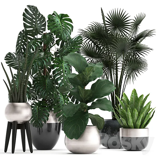 Plant collection 293. Monstera Ficus Lyrata fan palm indoor plants luxury flowerpot luxury decor exotic plants interior office 3D Model Plant collection 293. Monstera Ficus Lyrata fan palm indoor plants luxury flowerpot luxury decor exotic plants interior office 3D Model