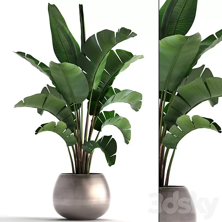 Plant collection 294. Banana pot flowerpot indoor banana strelitzia luxury strelitzia 3D Model