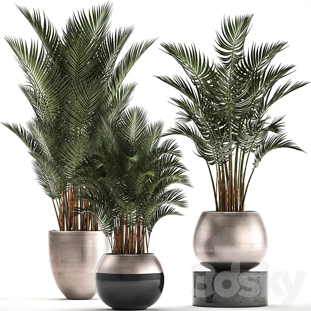 Plant collection 296. Home palm tree. howea. kentia. flowerpot. pot. luxury decor. interior. stylish. Howea forsteriana 3DModel Plant collection 296. Home palm tree. howea. kentia. flowerpot. pot. luxury decor. interior. stylish. Howea forsteriana 3DModel