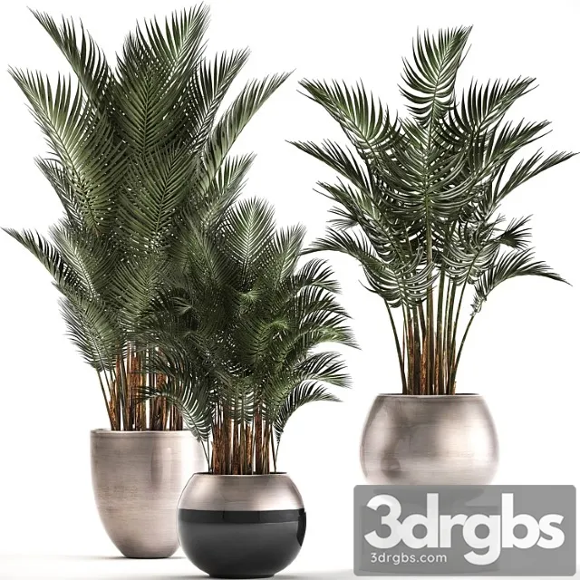 Plant collection 296. home palm tree, howea, kentia, flowerpot, pot, luxury decor, interior, stylish, howea forsteriana
