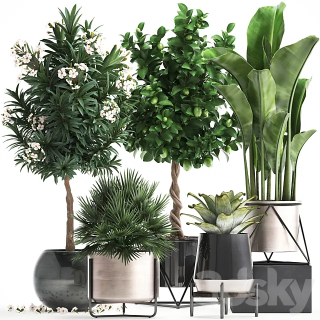 Plant collection 297. Lemon tree. bromeliad. chamerops. oleander. tree. banana. luxury. flowering tree. luxury decor. small tree. Chamaerops palm 3DModel Plant collection 297. Lemon tree. bromeliad. chamerops. oleander. tree. banana. luxury. flowering tree. luxury decor. small tree. Chamaerops palm 3DModel