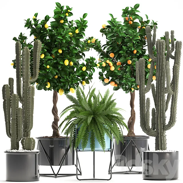 Plant collection 298. Cactus tree fruit tangerine tree fern pot lemon tree interior stylish exotic 3D Model Plant collection 298. Cactus tree fruit tangerine tree fern pot lemon tree interior stylish exotic 3D Model