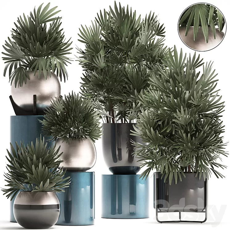 Plant collection 299. Interior palm tree rapis pot flowerpot luxury pot bushes thickets Raphis Palm stylish plants 3D Model